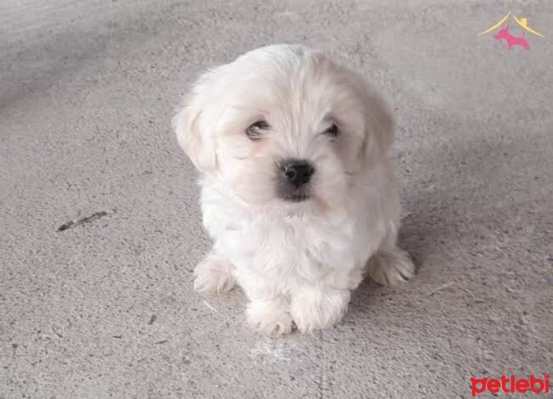 Maltese, Köpek  Bambu fotoğrafı