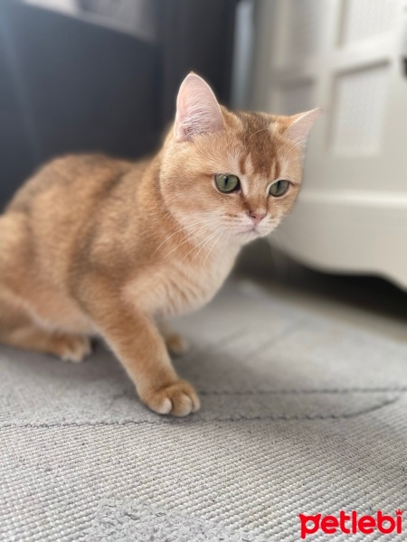 British Shorthair, Kedi  Tarçın fotoğrafı