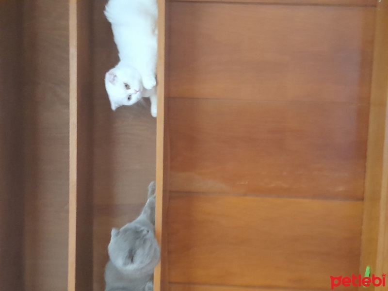 Scottish Fold, Kedi  Çiko ve Pamuk fotoğrafı