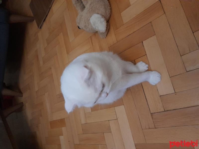 Scottish Fold, Kedi  Çiko ve Pamuk fotoğrafı