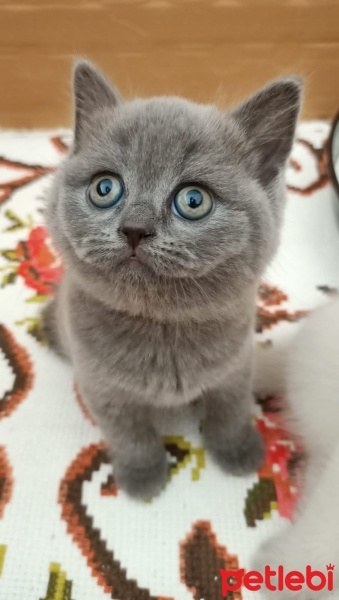British Shorthair, Kedi  Mırmırsu fotoğrafı