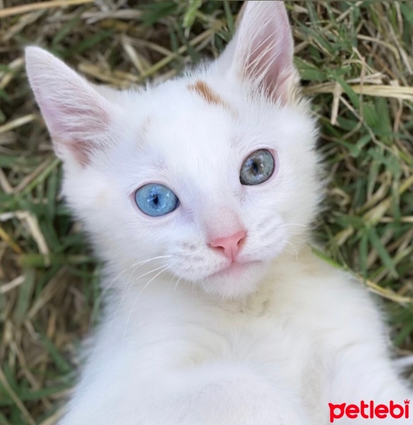 Van Kedisi, Kedi  Cesur fotoğrafı