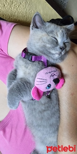 British Shorthair, Kedi  Bal fotoğrafı