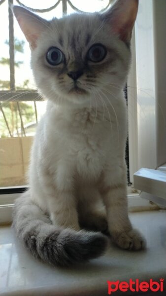 British Shorthair, Kedi  Çakıl fotoğrafı