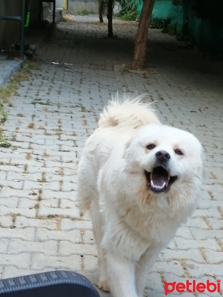 Chow Chow (çin Aslanı), Köpek  Bob fotoğrafı