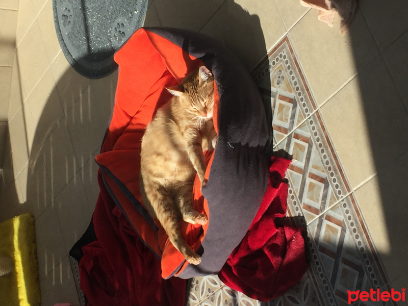 Tekir Kedi, Kedi  minik fotoğrafı