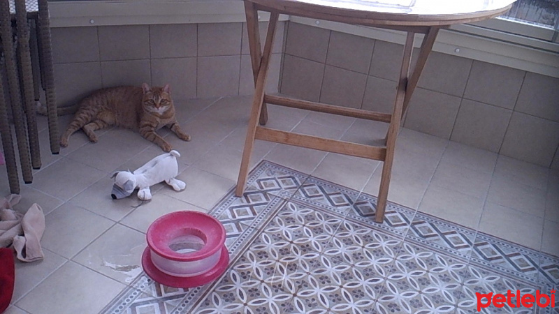 Tekir Kedi, Kedi  minik fotoğrafı