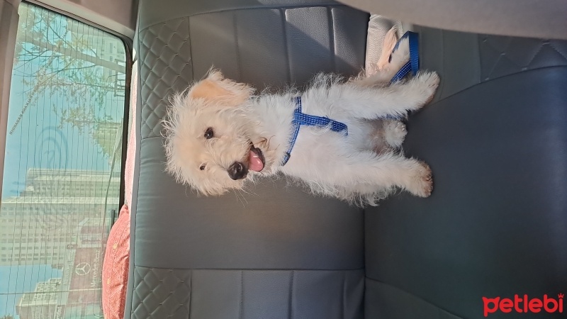Maltese, Köpek  LEO fotoğrafı