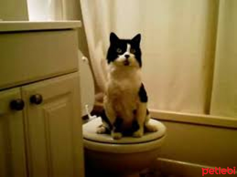 Tekir Kedi, Kedi  Liquid fotoğrafı