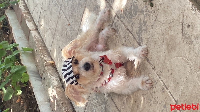 Maltese, Köpek  Şeker fotoğrafı
