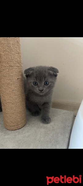 Scottish Fold, Kedi  Scottish Fold fotoğrafı