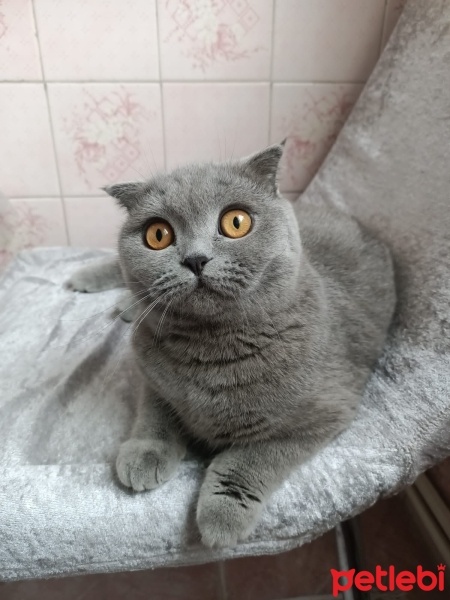 Scottish Fold, Kedi  Şila fotoğrafı