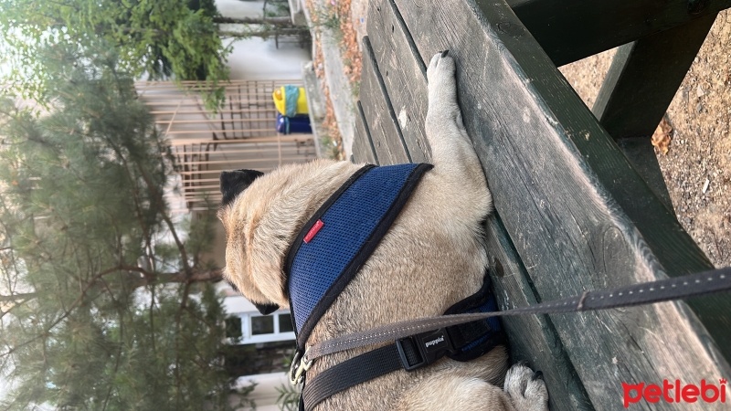 Pug, Köpek  Adölf fotoğrafı