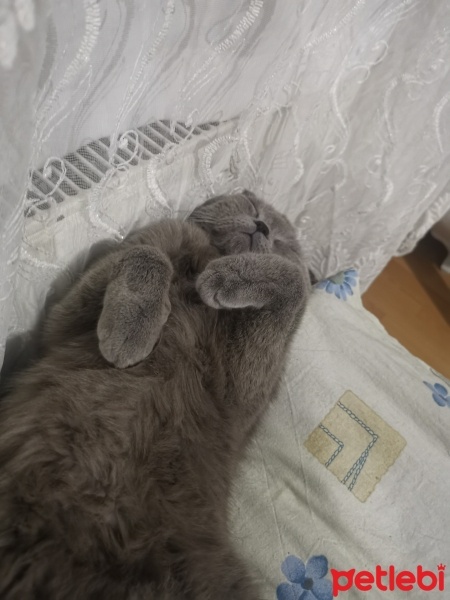 Scottish Fold, Kedi  Duman fotoğrafı