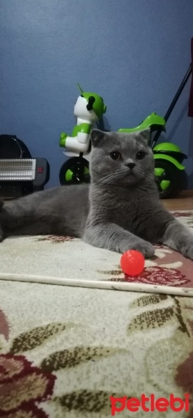 Scottish Fold, Kedi  Duman fotoğrafı