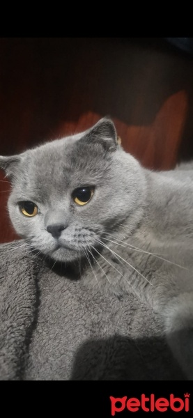 Scottish Fold, Kedi  Duman fotoğrafı