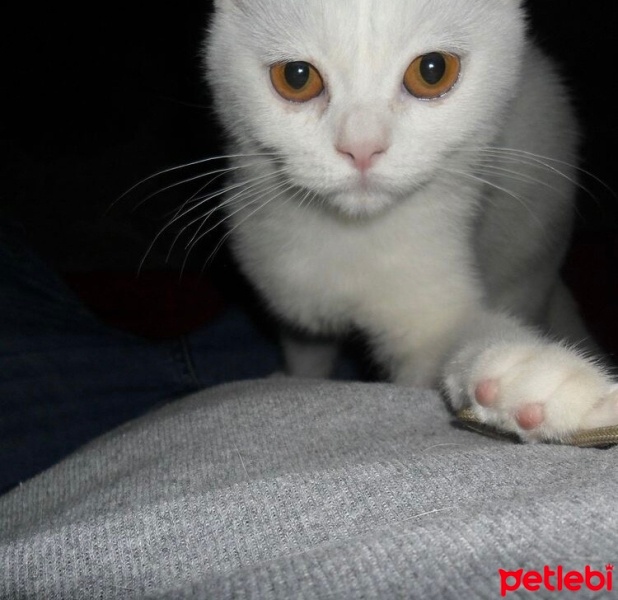 British Shorthair, Kedi  Pamuk fotoğrafı