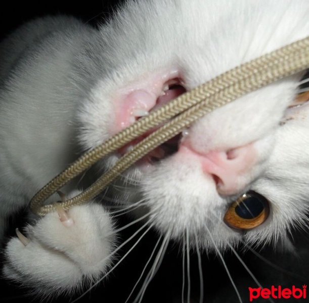 British Shorthair, Kedi  Pamuk fotoğrafı