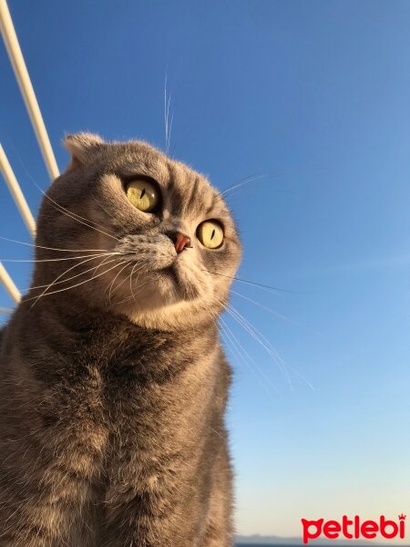 Scottish Fold, Kedi  Bulut fotoğrafı