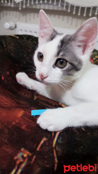 Tekir Kedi, Kedi  YUMOŞ fotoğrafı