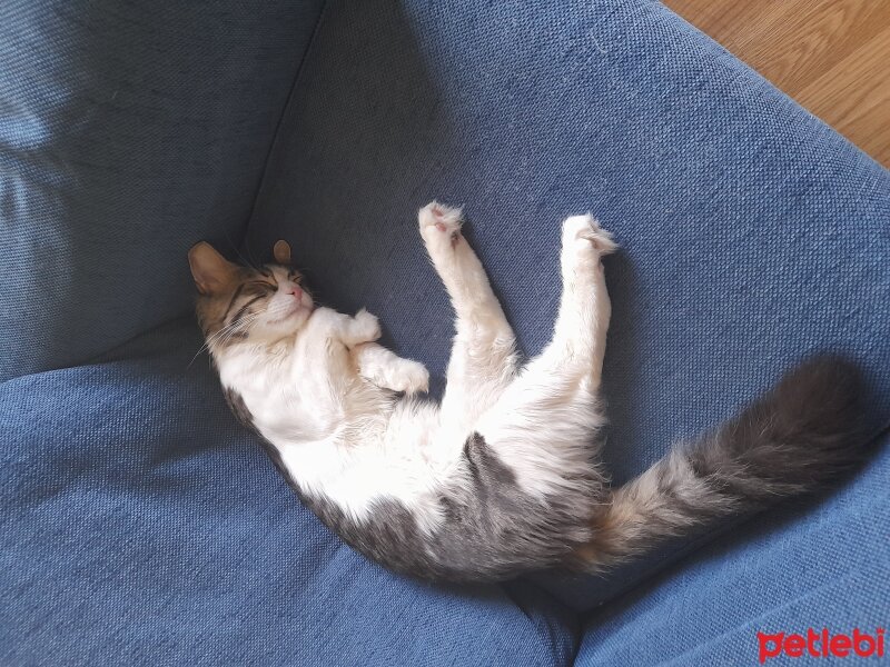 Tekir Kedi, Kedi  Topiş fotoğrafı