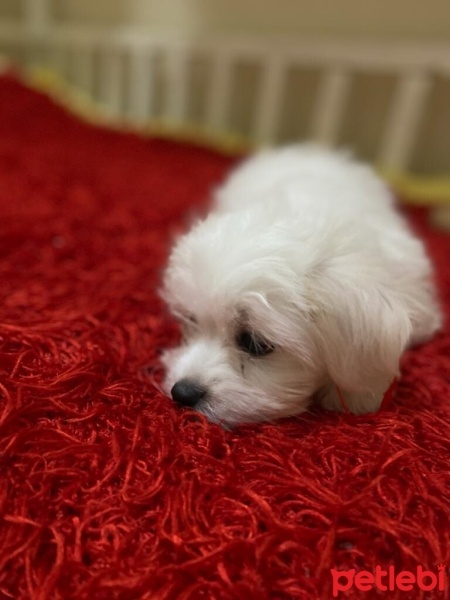 Maltese, Köpek  Deyzi fotoğrafı