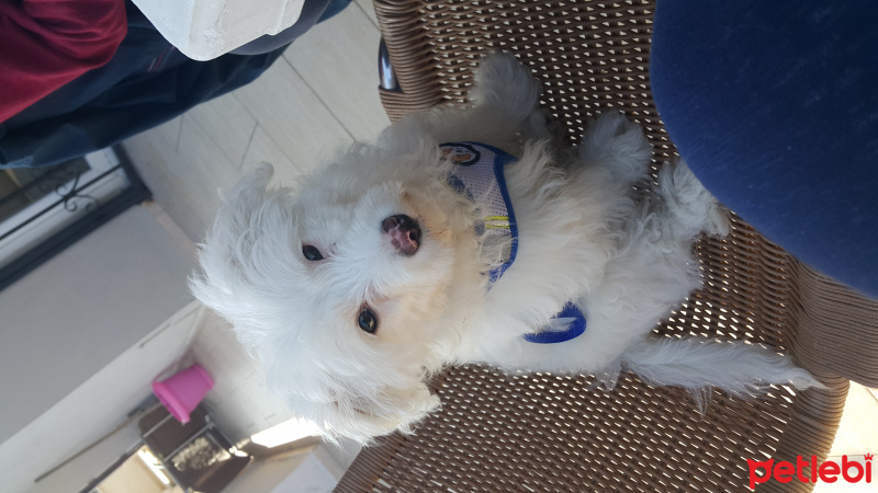 Maltese, Köpek  Maya fotoğrafı