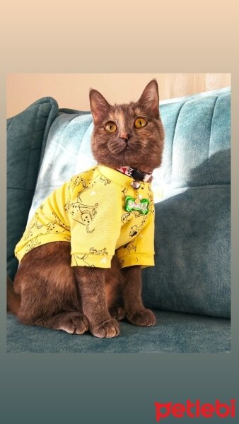 British Shorthair, Kedi  Sakız fotoğrafı