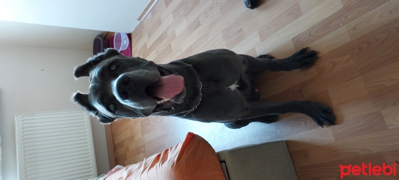 Cane Corso Italiano, Köpek  Ragnar fotoğrafı
