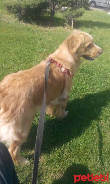 Golden Retriever, Köpek  deyzi fotoğrafı