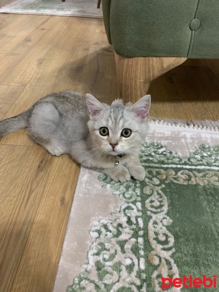 British Shorthair, Kedi  Boncuk fotoğrafı