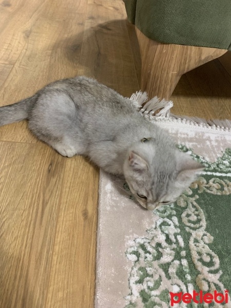 British Shorthair, Kedi  Boncuk fotoğrafı