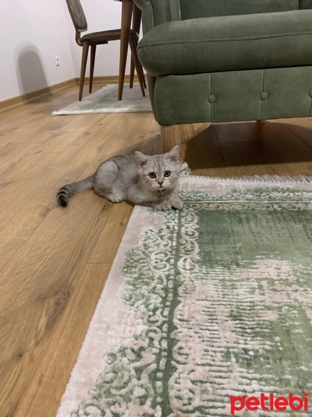 British Shorthair, Kedi  Boncuk fotoğrafı