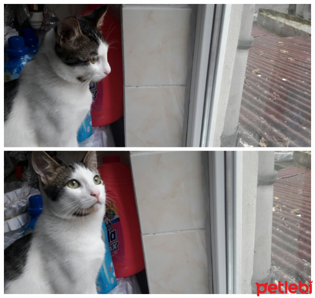 Tekir Kedi, Kedi  Pati fotoğrafı