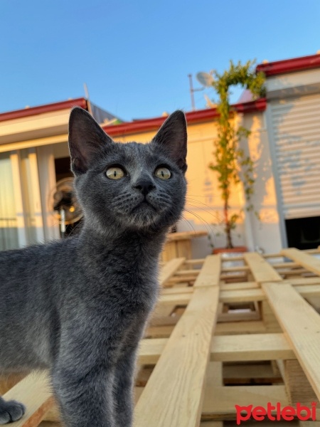 British Shorthair, Kedi  Mia fotoğrafı