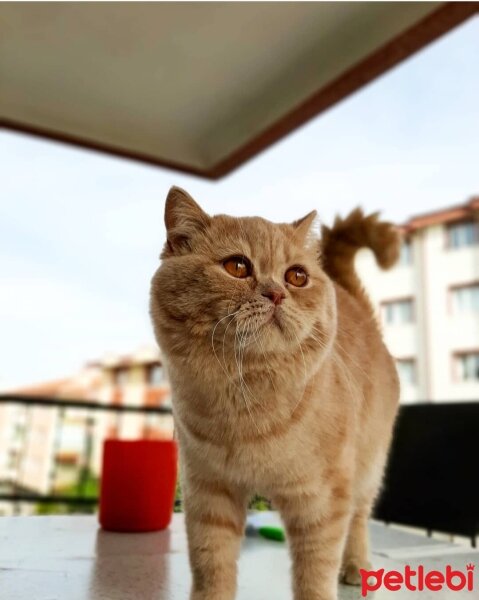 British Shorthair, Kedi  Paytak Pamuk fotoğrafı