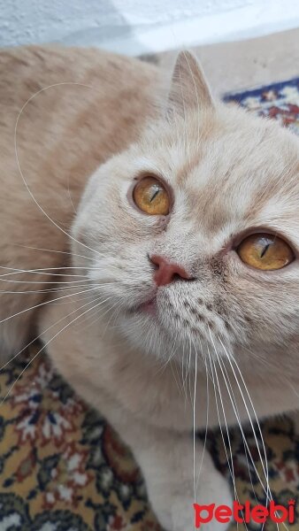 British Shorthair, Kedi  Paytak Pamuk fotoğrafı