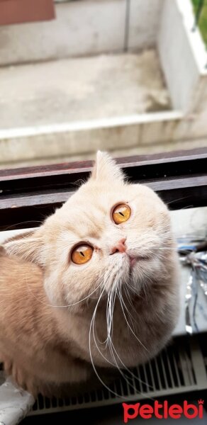 British Shorthair, Kedi  Paytak Pamuk fotoğrafı