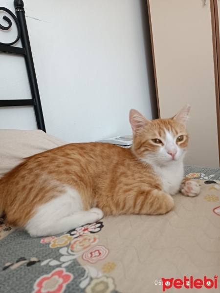 Sarman, Kedi  Bihter fotoğrafı