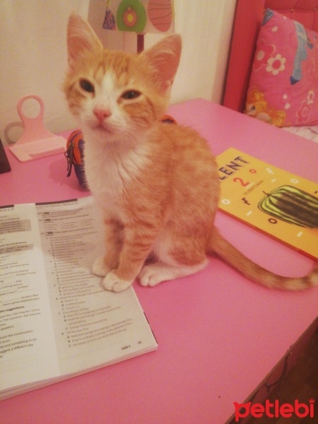 Sarman, Kedi  Bihter fotoğrafı