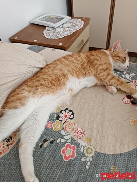 Sarman, Kedi  Bihter fotoğrafı