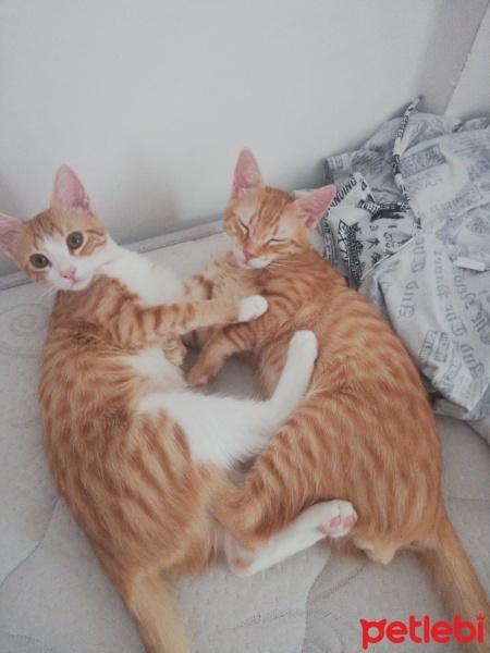 Sarman, Kedi  Bihter fotoğrafı