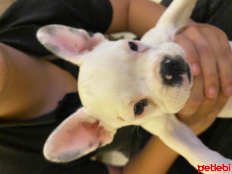 Fransız Bulldog, Köpek  Zalım fotoğrafı