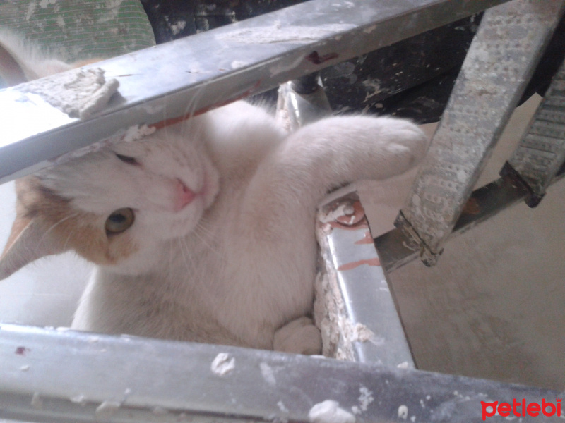 Tekir Kedi, Kedi  Şakir fotoğrafı