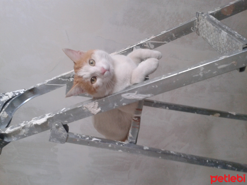 Tekir Kedi, Kedi  Şakir fotoğrafı