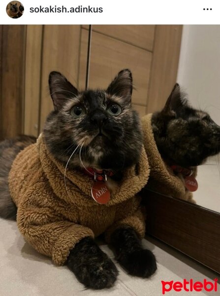 Soke, Kedi  Adin fotoğrafı