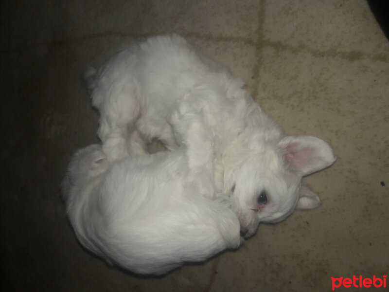 Maltese, Köpek  Lucky fotoğrafı