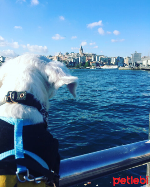 Maltese, Köpek  Lucky fotoğrafı