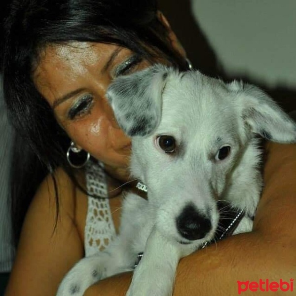 Jack Russell Terrier, Köpek  Çapul fotoğrafı