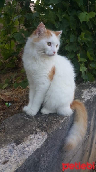 Norwegian Forest, Kedi  Pamuk fotoğrafı
